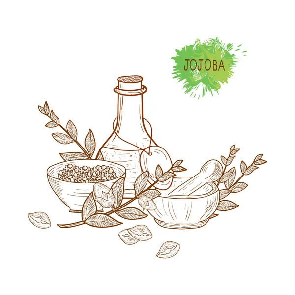 Jojoba. Branch, leaves, fruit. Capacity, flask, mortar, pestle. Set. Sketch. Monochrome. On a white background — Stock Vector