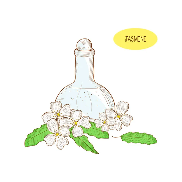 Jasmijn. Bloemen en een fles. Parfum. Schets. Op een witte achtergrond. — Stockvector