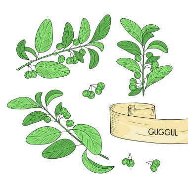 Guggul. Bitki. Dal, yaprak, meyve. Kroki. Renk. Ayarla