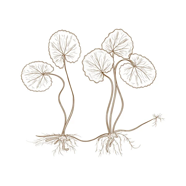 Gotu kola. Monochrome.  Plant. Leaves, stem, root. — Stock Vector