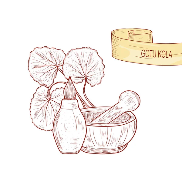 Gotu kola. eine Pflanze, Blätter. Pounder, Flasche. Skizze. — Stockvektor