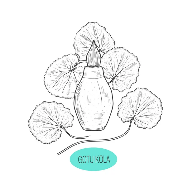 Gotu 콜라입니다. 식물, 나뭇잎. 병입니다. 스케치. — 스톡 벡터