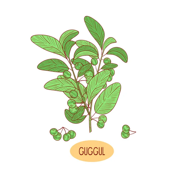 Guggul입니다. 공장. 분기, 잎, 열매입니다. 밑그림입니다. 색. 흰색 바탕에 — 스톡 벡터