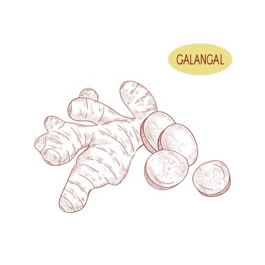 Galagan. Kök. Kroki. Tek renkli.
