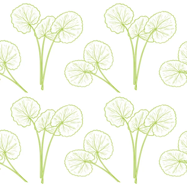 Gotu 콜라입니다. 잎입니다. 배경, 배경 화면, 완벽 한입니다. 밑그림입니다. 흑백입니다. 녹색 개요. — 스톡 벡터