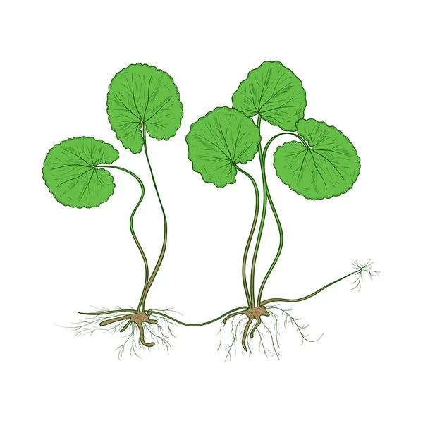 Gotu kola. Farbbild. Pflanze. Blätter, Stamm, Wurzel. — Stockvektor