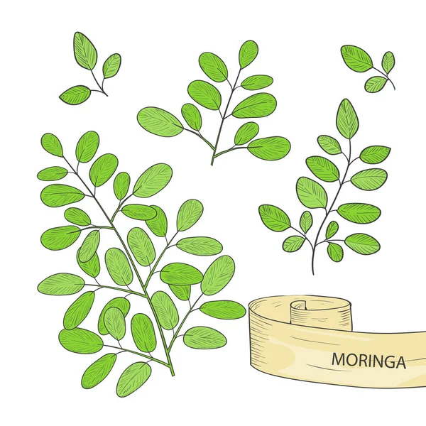 Moringa. Tanaman. Daun. Pada latar belakang putih. Atur . - Stok Vektor