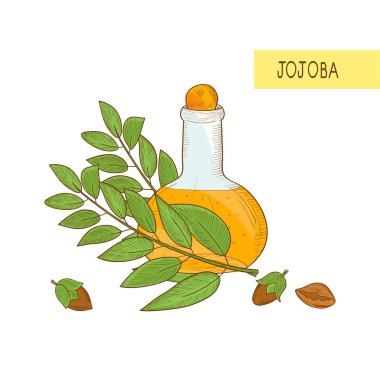 Jojoba. Bitki. Fetus. Şişe yağ ile. Kroki. Renk desen.