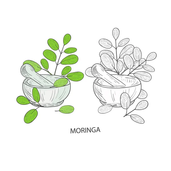 Moringa. Pflanze. geht. Mörtel. auf weißem Hintergrund. gesetzt. Monochrom und Farbmuster. — Stockvektor
