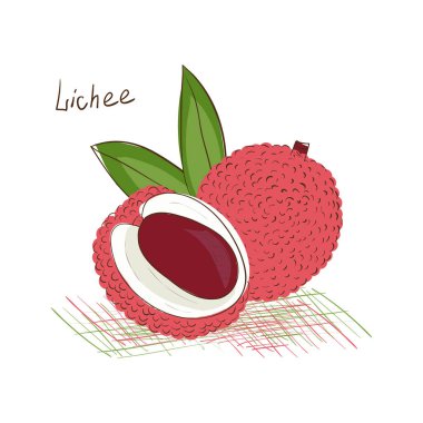 Lychee. Egzotik meyve. Kroki. Beyaz bir arka plan üzerinde.