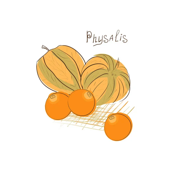 Physalis. Skizze, Gekritzel. Zeichnung auf weißem Hintergrund. es kann für Verpackungen verwendet werden. — Stockvektor