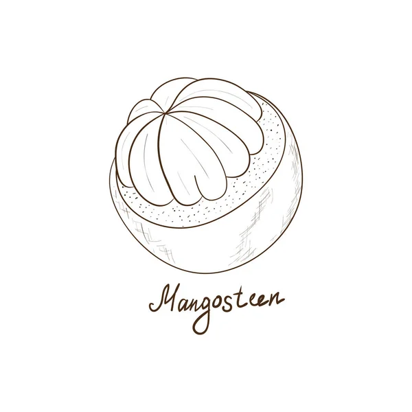 Mangosteen. Op een witte achtergrond. Monochromatisch. Schets. — Stockvector