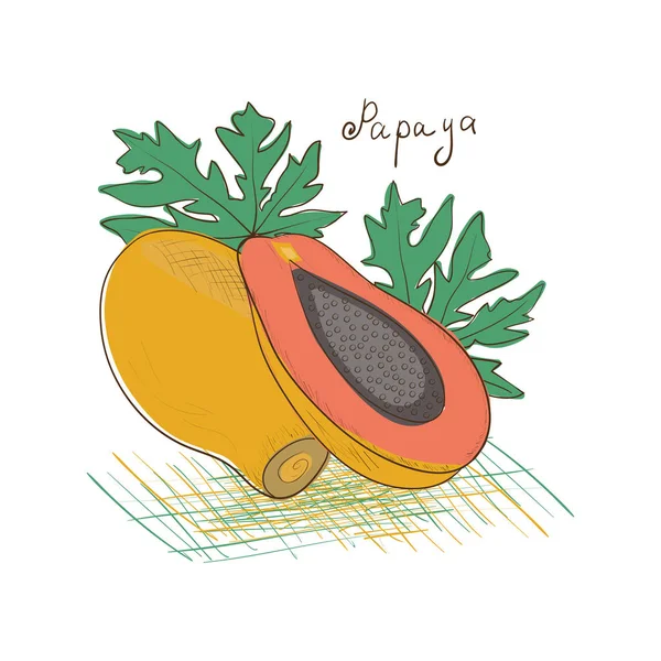 Papaya. exotische Früchte. Skizze. — Stockvektor