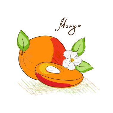 Mango. Beyaz bir arka plan üzerinde çizim. Egzotik meyve. Kroki.