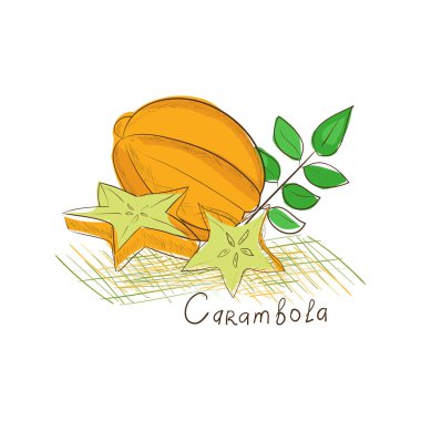 Carambola. Egzotik bitki. Kroki.