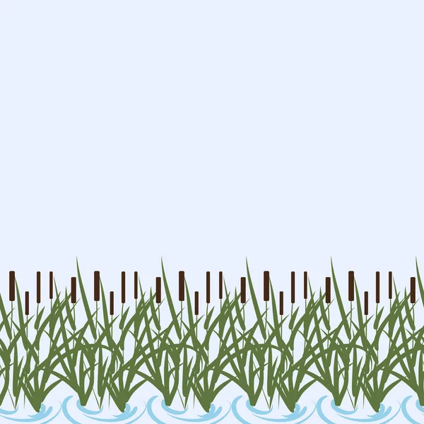 Bulrush, sedge. Quadro orizzontale. Palude. Scheda, sfondo, texture . — Vettoriale Stock