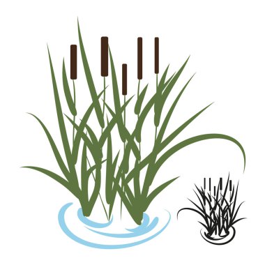 saz, bulrush. Renkli görüntü, beyaz bir arka plan üzerinde bir siluet.