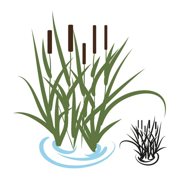 Sedge, bulrush. Color image, a silhouette on a white background. — Stock Vector