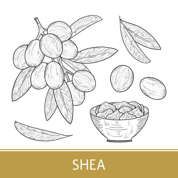 Shea. Branch, bladeren, vruchten. Kom, crème. Instellen. Zwart-wit. Schets. — Stockvector