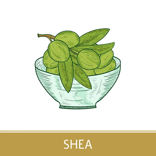 Shea. Rama, hojas, fruta. Cuenco. Dibujo de color . — Archivo Imágenes Vectoriales