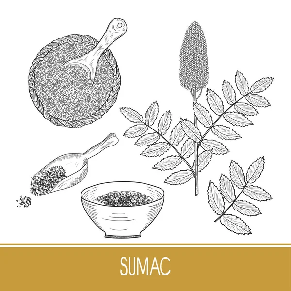 Sumac. Pflanze und Schüssel mit Gewürz, Löffel. Skizze. auf weißem Hintergrund. Monophon. eingestellt — Stockvektor