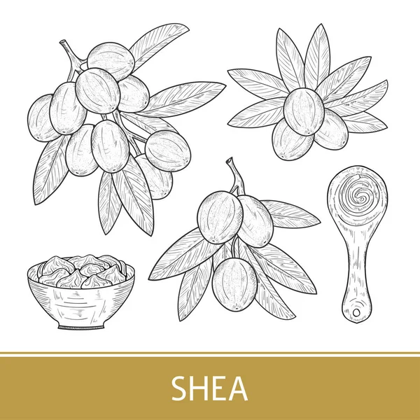 Shea. Zweige, Blätter, Früchte. Schüssel, Sahne, Löffel vorhanden. gesetzt. Monochrom. Skizze. — Stockvektor