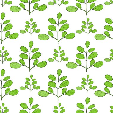 Moringa. Şube. Arka plan, duvar kağıdı, doku, sorunsuz. Kroki. 