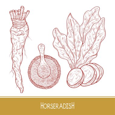 Horseradish. Sketch. Root, leaves. Monochrome. Set. On a white background. clipart