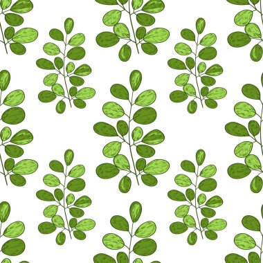 Moringa. Şube. Arka plan, duvar kağıdı, doku, sorunsuz. Kroki. Beyaz arka plan yeşil dallarda yapraklar.
