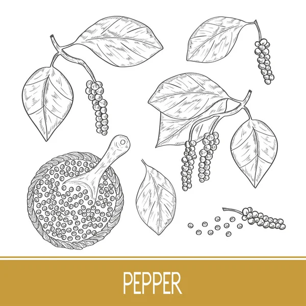 Πιπέρι. Ένα φυτό, ένα φρούτο, ένα μπολ, ένα κουτάλι. Σκίτσο. Μονόχρωμη. Σετ. — Διανυσματικό Αρχείο