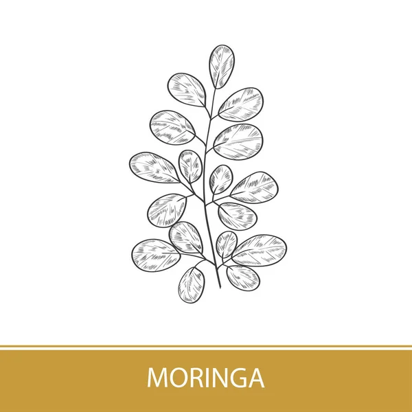 Moringa. Pflanze. Logo, Emblem, Symbol. Monochrom. auf weißem Hintergrund. — Stockvektor