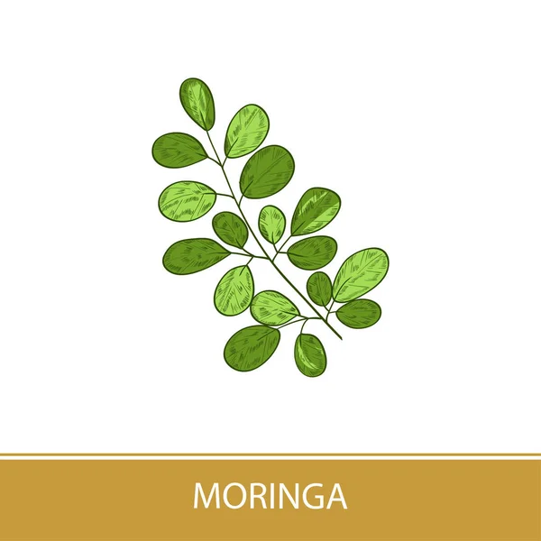 Moringa. Pflanze. Logo, Emblem, Symbol. Monochrom. Farbe — Stockvektor