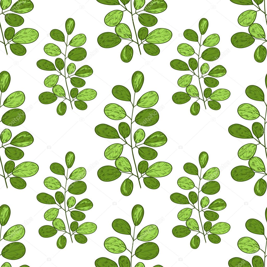 Moringa. Branch. Background, wallpaper, texture, seamless. Sketch. On a white background green branches, leaves.