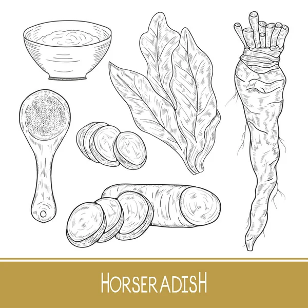 Horseradish. Kroki. Kök, yaprak, dilim, kepçe. Tek renkli. Ayarla — Stok Vektör