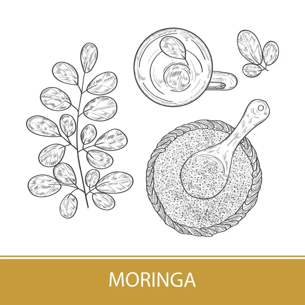 Moringa. Rostlina. Koš, prášku, lžíce, čaj. Náčrt aktivní zóny. Černobílý tisk. — Stockový vektor