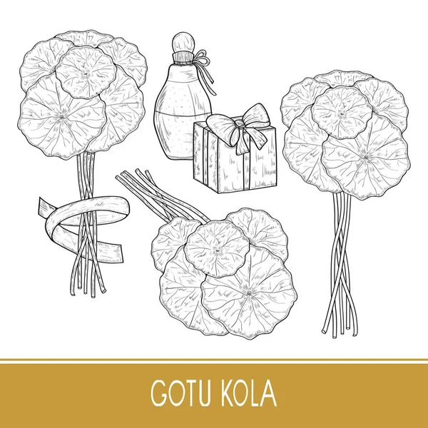 Gotu kola. Planta. Folhas, caule, pacote. Caixa, presente, perfume, fita. Esboço. Preparado. Monocromático . — Vetor de Stock