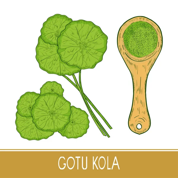 Gotu kola. Prêt. Une plante, des feuilles. Cuillère et poudre. Croquis. Couleur . — Image vectorielle