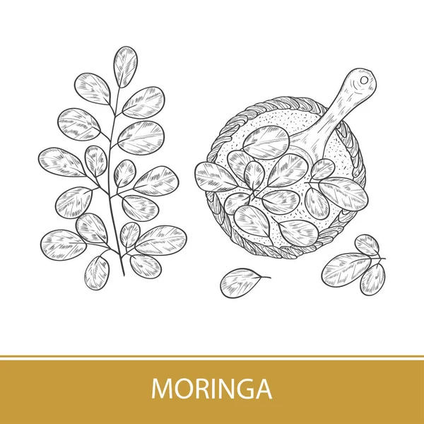 Moringa. Pflanze. Blätter, Puder, Löffel. Skizze. monochrom. — Stockvektor
