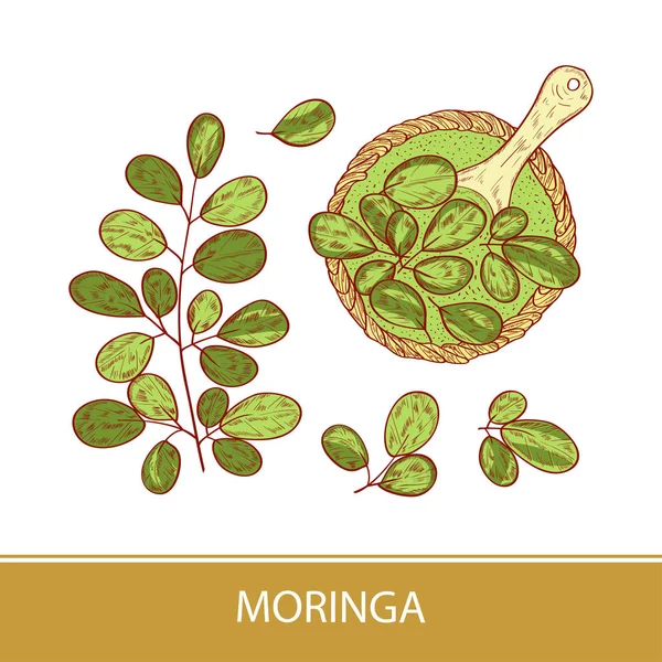 Moringa. Pflanze. Blätter, Puder, Löffel. Skizze. Farbmuster. — Stockvektor