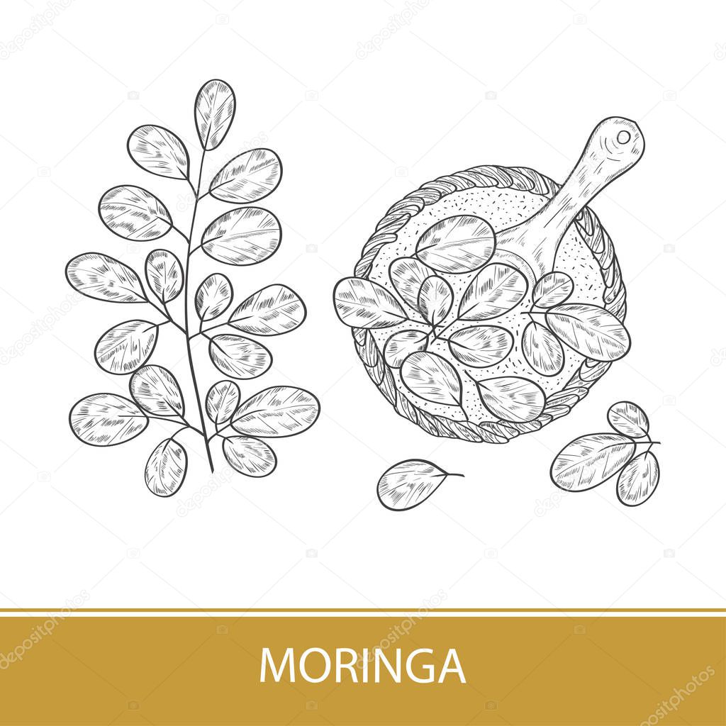 Moringa. Plant. Leaves, powder, spoon. Sketch. Monochrome.