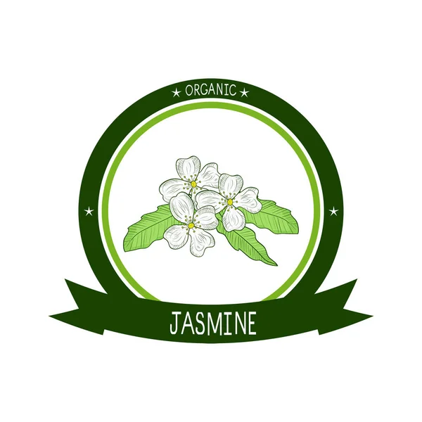 Jasmin. Blume, Blatt. Skizze. Logo, Aufkleber, Emblem — Stockvektor