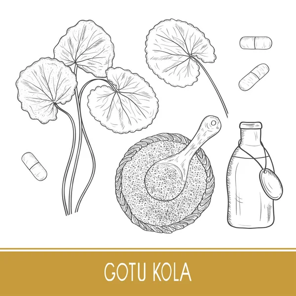 戈图·科拉植物。瓶子, 粉末, 勺子, 胶囊。设置。素描。在白色背景上. — 图库矢量图片