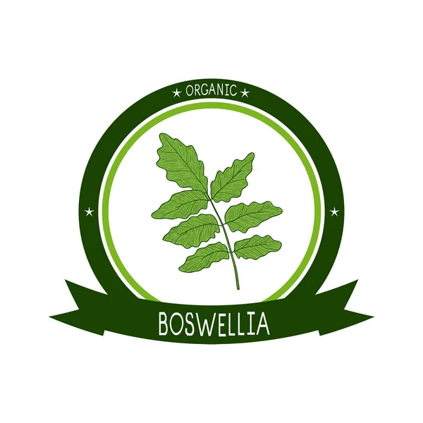 Boswellia. Växt. Gren, blad. Skiss. Logotyp, klistermärke, emblem — Stock vektor