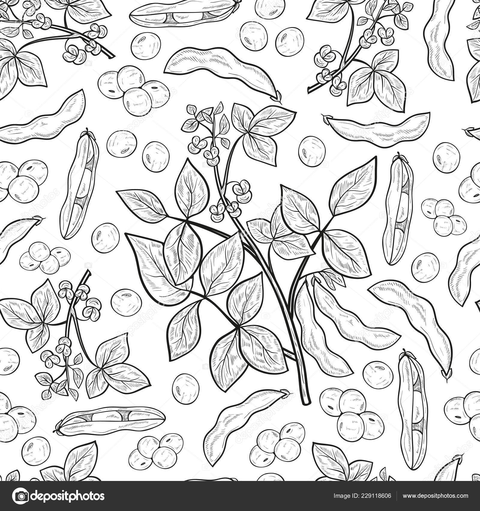 Soy Plant Stem Flower Leaf Fruit Pod Monophonic Background