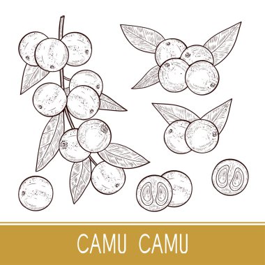 Camu camu. Dal, yaprak, meyve, berry. Kroki. Ayarlayın. Tek sesli.