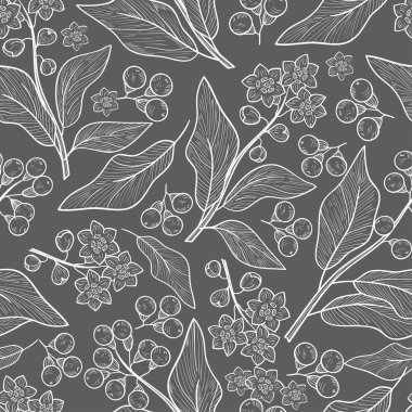 Camphor. Plant. Leaves, fruit. Wallpaper, seamless. Sketch. Gray background, white drawing. clipart
