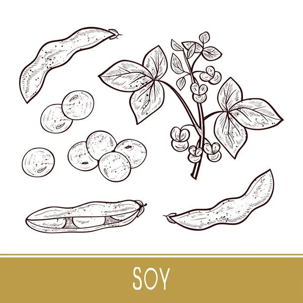 Soy. Plant. Stem, leaves, flowers, fruit. Sketch. Monophonic. Set — Stock Vector