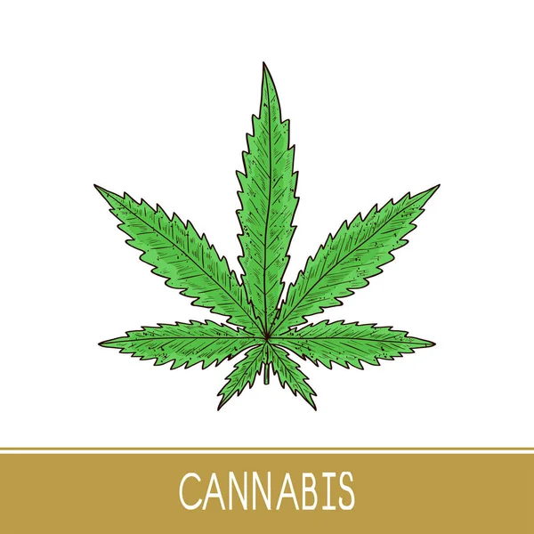 Cannabis. Hoja. Boceto. Color. Logotipo — Vector de stock