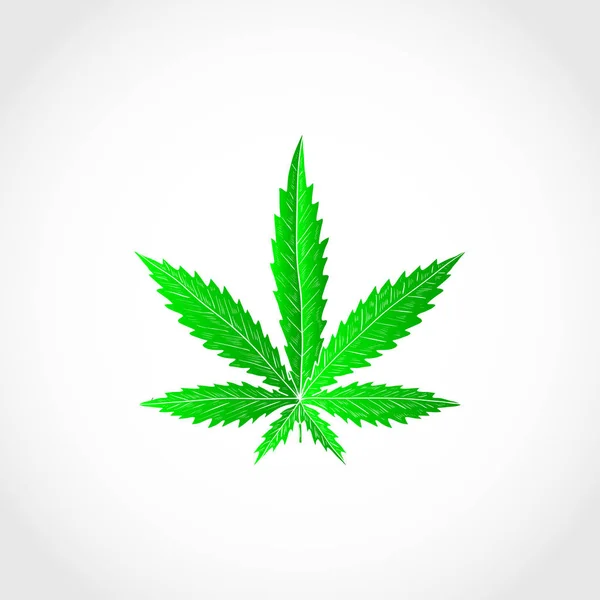 Cannabis. Hoja. Boceto. Color. Logo, signo, símbolo . — Vector de stock