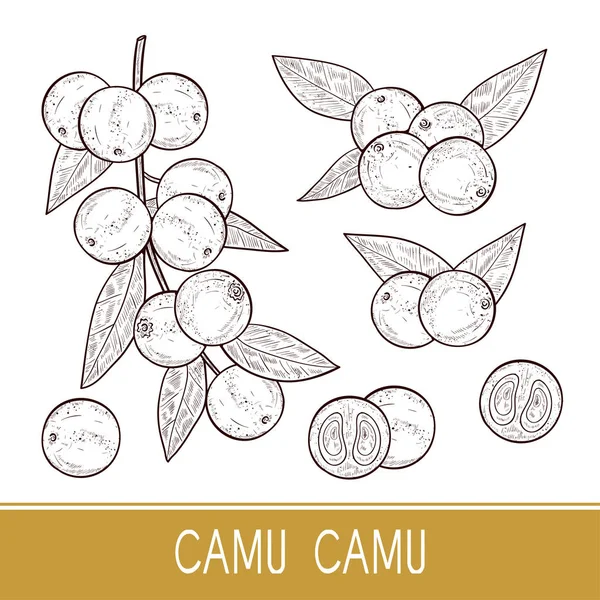 Camu camu. Ramo, folhas, fruta, baga. Esboço. Preparado. Monofónico . —  Vetores de Stock